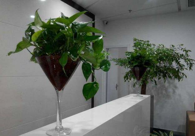 老板辦公司植物 老板辦公司植物